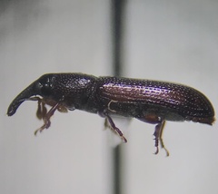 Cossoninae