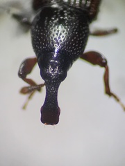Cossoninae