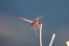 Trithemis annulata