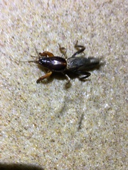 Gryllotalpa australis