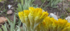 Helichrysum acutatum