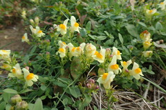 Linaria japonica