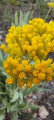 Helichrysum acutatum