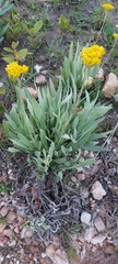 Helichrysum acutatum