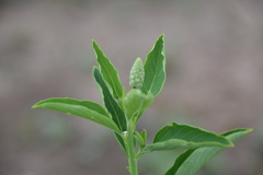 Sphenoclea zeylanica
