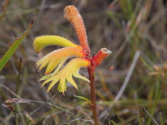 Anigozanthos preissii