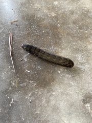 Spodoptera latifascia