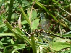 Phanogomphus exilis