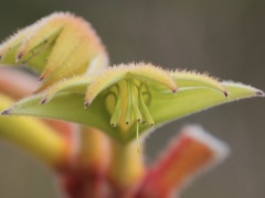 Anigozanthos preissii