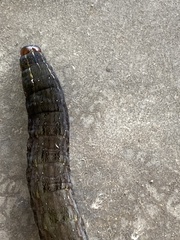 Spodoptera latifascia