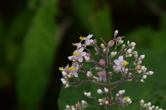 Miconia subcrustulata