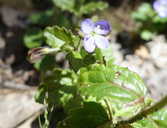 Veronica calycina