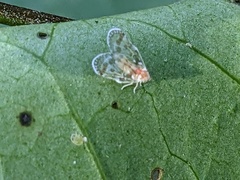 Saccharodite chrysonoe