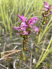 Pedicularis adunca