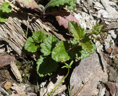 Veronica calycina