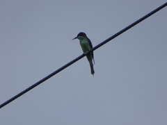 Merops viridis