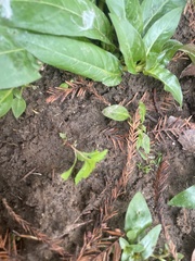 Proserpinaca palustris