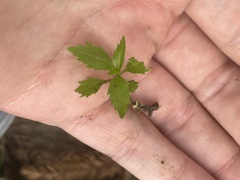 Proserpinaca palustris