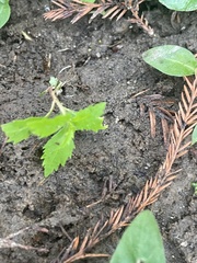 Proserpinaca palustris