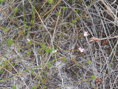 Stylidium repens