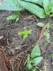 Proserpinaca palustris