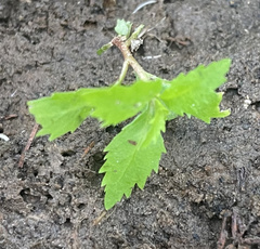 Proserpinaca palustris