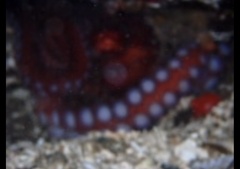 Enteroctopus dofleini