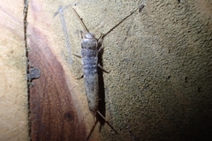 Lepismatidae