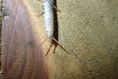 Lepismatidae