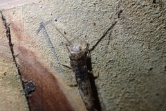 Lepismatidae