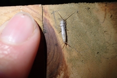 Lepismatidae