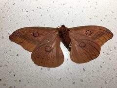 Opodiphthera loranthi