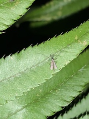 Chironomus plumosus