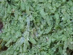 Cheilolejeunea clypeata