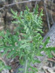 Senecio bathurstianus
