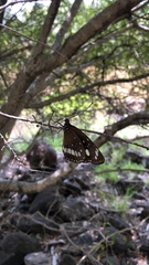 Euploea core corinna