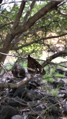 Euploea core corinna