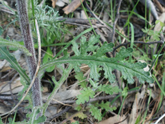 Senecio bathurstianus