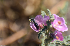 Calliopsis subalpina