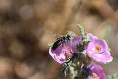 Calliopsis subalpina