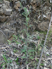 Senecio bathurstianus