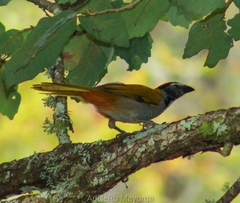 Saltator atriceps