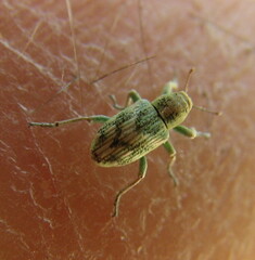 Coniatus splendidulus