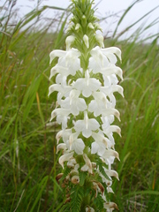 Pedicularis chamissonis