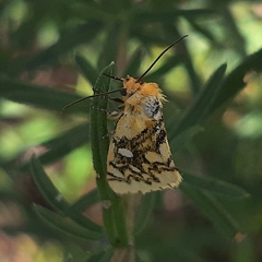 Chrysoecia dela