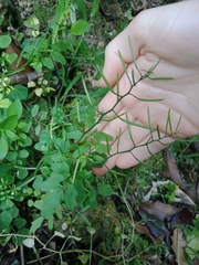 Cardamine flexuosa