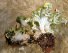 Polycauliona polycarpa