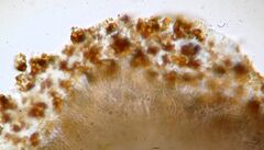 Polycauliona polycarpa