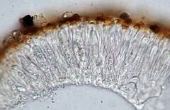 Polycauliona polycarpa