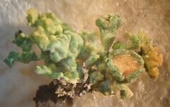 Polycauliona polycarpa